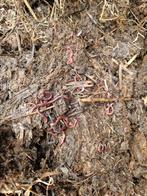 Gratis biologische mest - MEDICATIE VRIJ, Ophalen, Compost