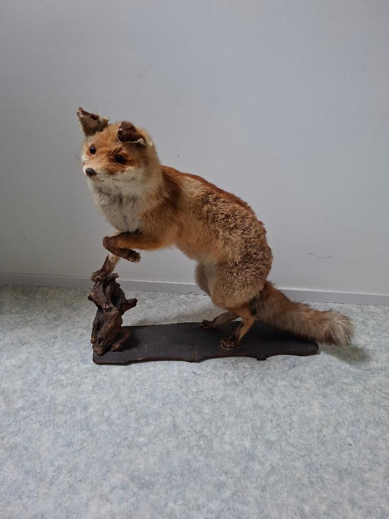 opgezette vos, Ophalen, Zo goed als nieuw, Wild dier, Opgezet dier