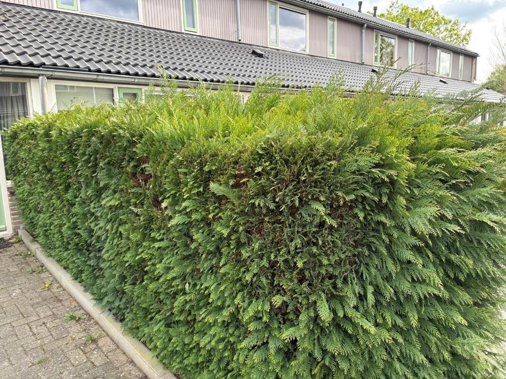 GRATIS coniferen, Tuin en Terras, Planten | Struiken en Hagen, Ophalen, Conifeer, Haag, 100 tot 250 cm