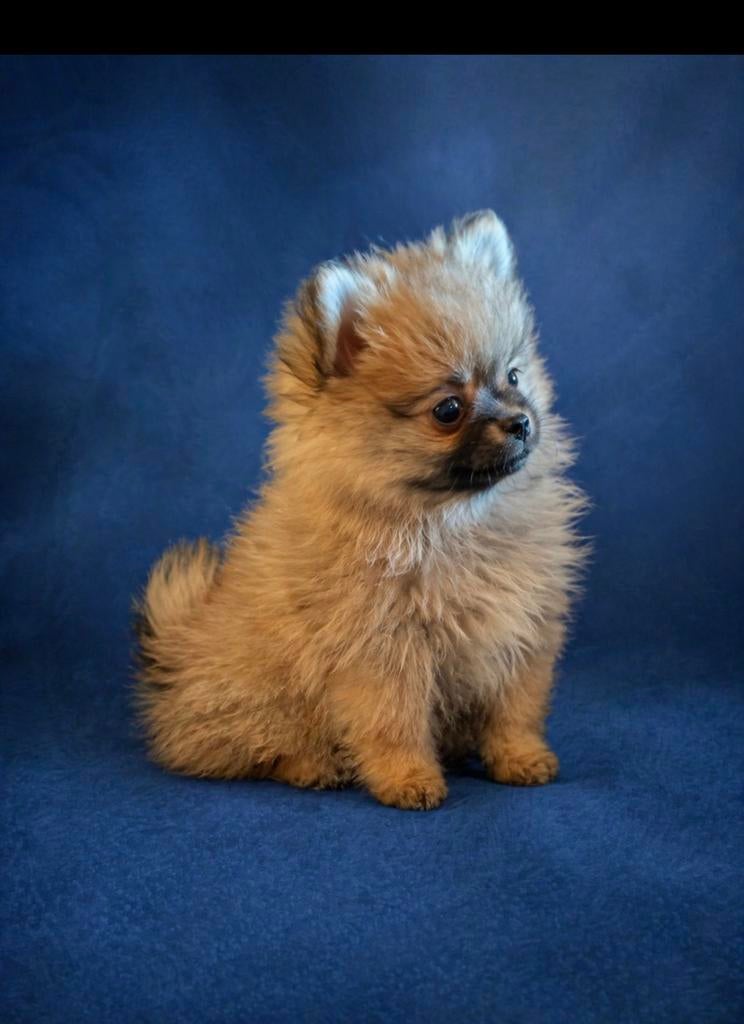 Prachtig Pomeriaan pomchie reutje lees omschrijving, Dieren en Toebehoren, Honden | Poolhonden, Keeshonden en Oertypen, Parvo