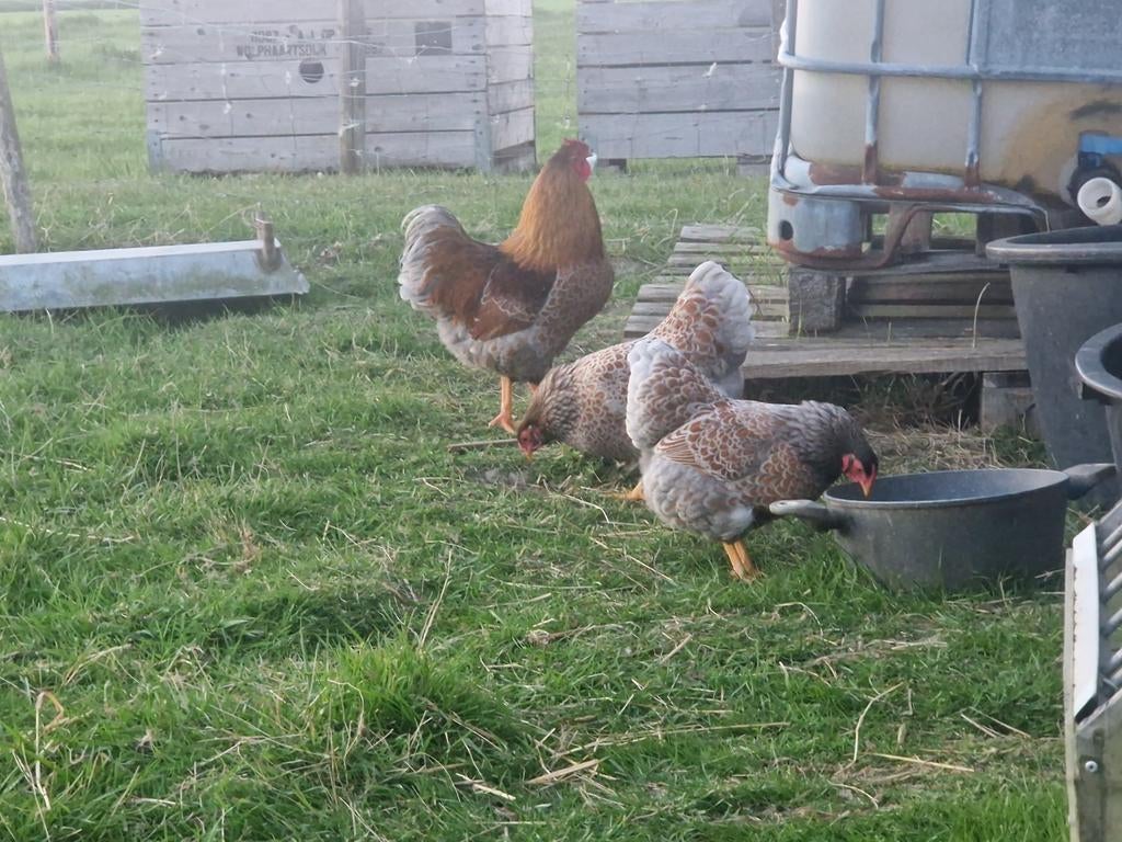 Broedeieren sebrigt en wyandotte te koop, Dieren en Toebehoren, Geslacht onbekend, Kip