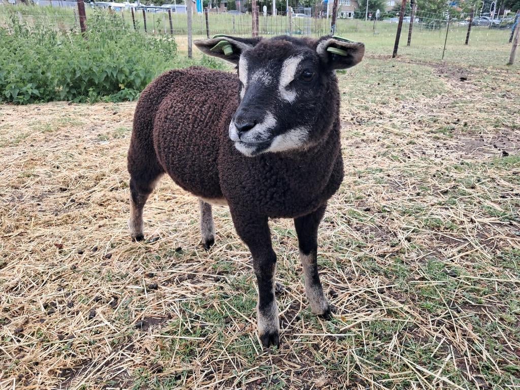 NOMINAAL FRANKEERGELDIG  1000XTARIEFZEGEL 1, Ophalen of Verzenden
