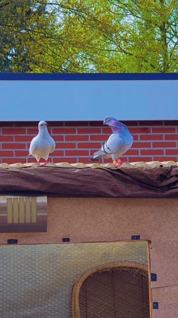 Duiven te koop, Meerdere dieren, Overige soorten