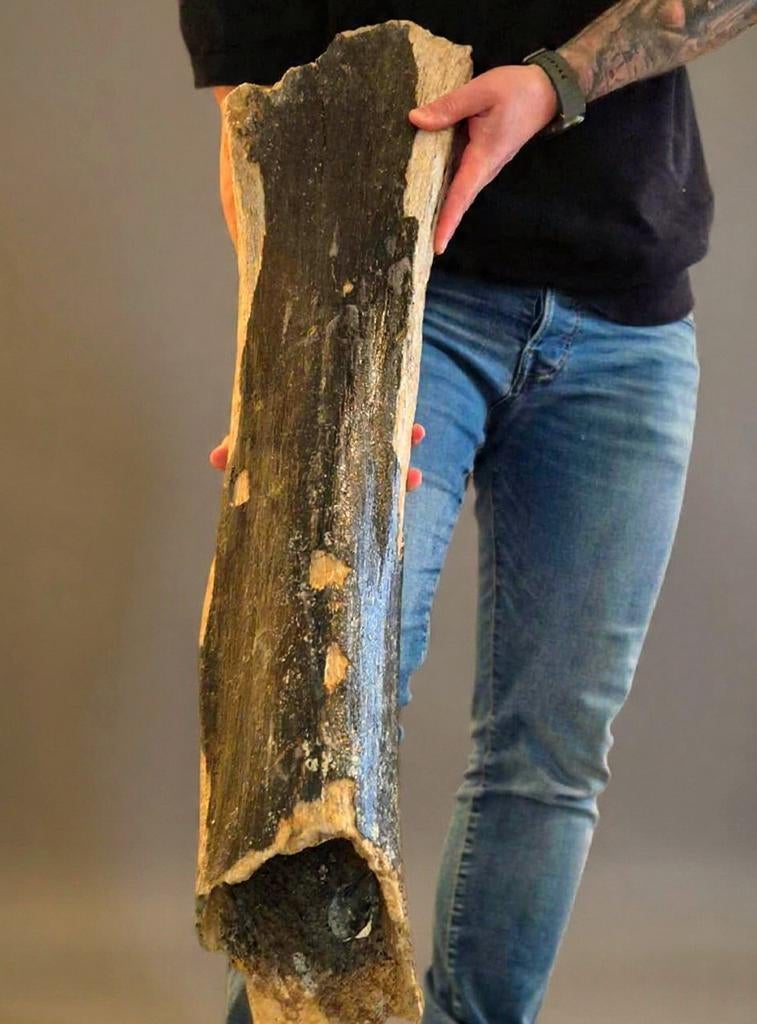 Groot Wolharig Mammoet Dijbeen Fossiel - IJstijd Noordzee, Verzamelen, Mineralen en Fossielen, Ophalen of Verzenden