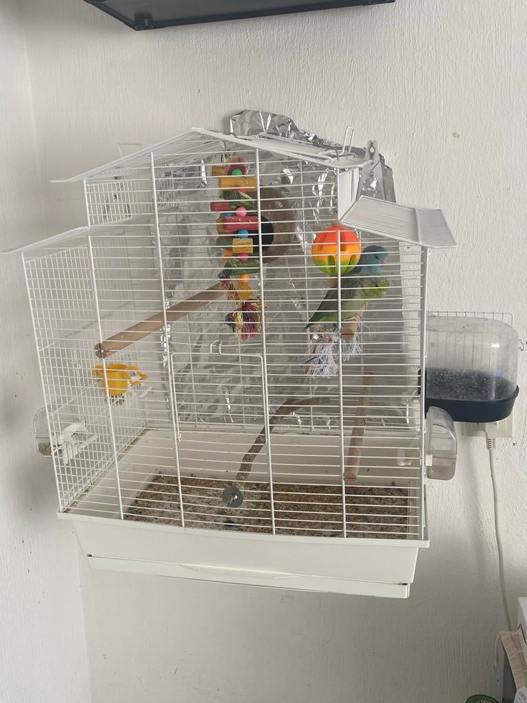 Vogels, Meerdere dieren