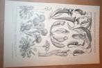 Antieke prent - Vleesetende planten - Circa 1885 !!, Ophalen of Verzenden, Voor 1940, Gebruikt, Overige onderwerpen