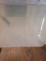 Koi, karper jong, Karper of Koi