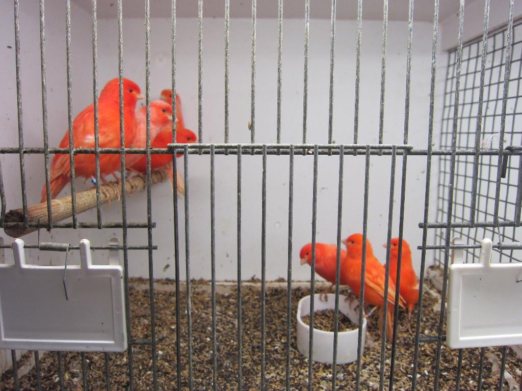 Kanaries Roodvetstof, Dieren en Toebehoren, Vogels | Kanaries, Meerdere dieren, Kleurkanarie