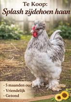 Zijdehoen hanen, Dieren en Toebehoren