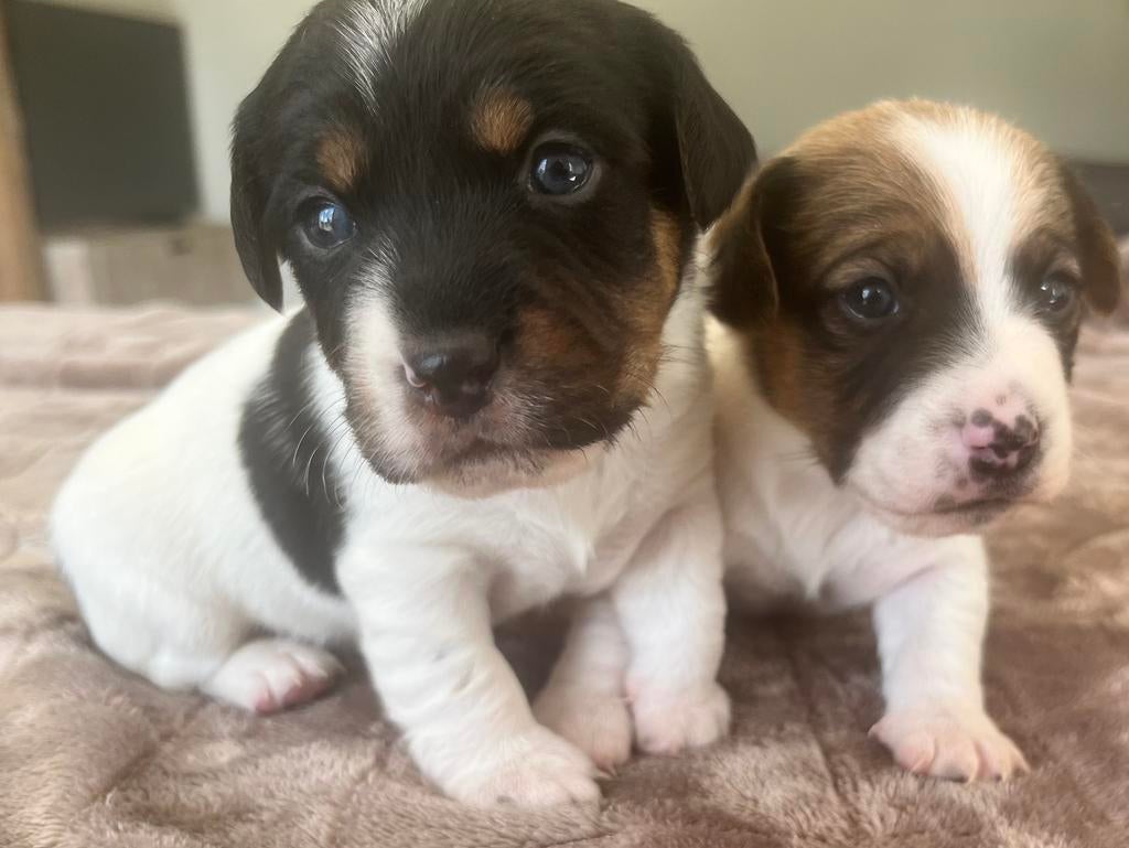 JACK RUSSELL PUPS( ouders gezond getest), Dieren en Toebehoren, Honden | Jack Russells en Terriërs, Jack Russell Terriër, 8 tot 15 weken