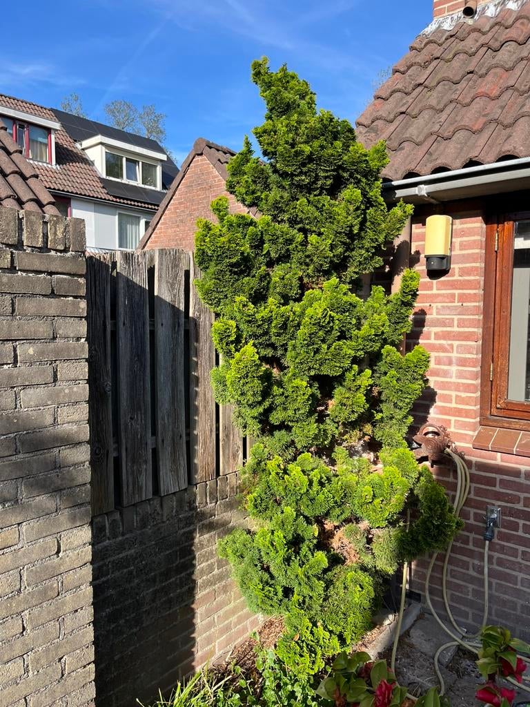 Conifeer, Tuin en Terras, Planten | Bomen, Ophalen, Bloeit niet, Halfschaduw, Overige soorten