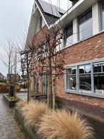 Mooie Sierappel - Malus ‘Red sentinel’, Ophalen of Verzenden, Appelboom, Lente