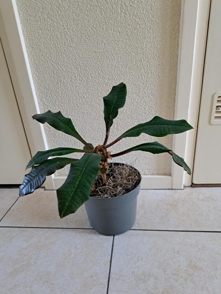 Madagascar Jewel, Huis en Inrichting, Kamerplanten, Ophalen, Halfschaduw, Minder dan 100 cm