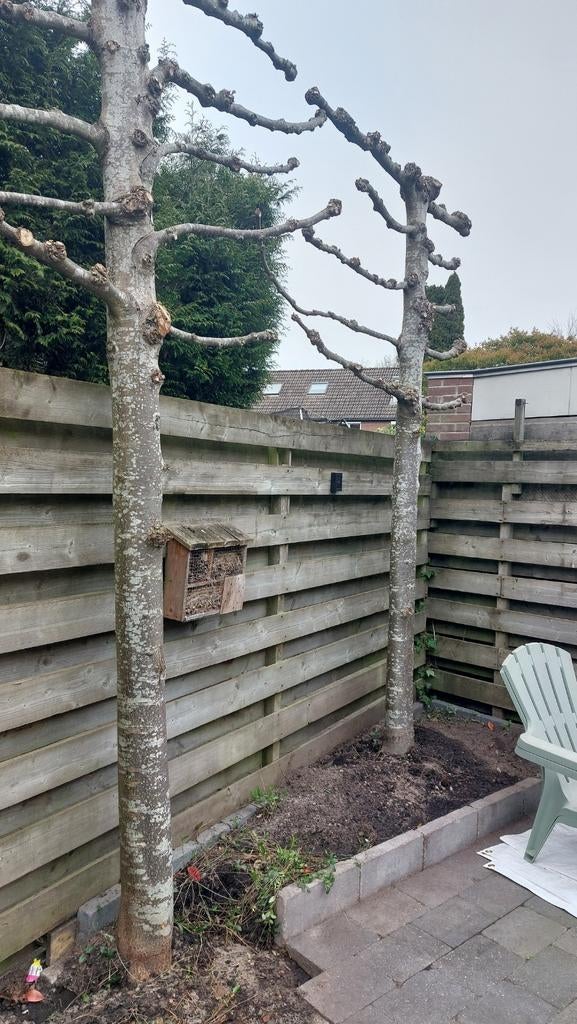 Gratis 3 leibomen, leilinden, Tuin en Terras, Planten | Bomen, Ophalen of Verzenden, Halfschaduw, Overige soorten