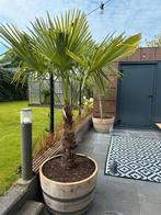 Eikenhouten bloembakken palmboombak olijfboombak regentonnen, Ophalen, Halfschaduw, Overige soorten