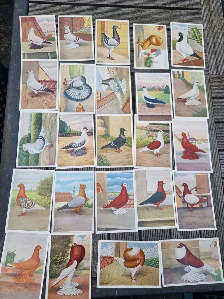 24 Foto kaarten van Duiven, Ophalen of Verzenden