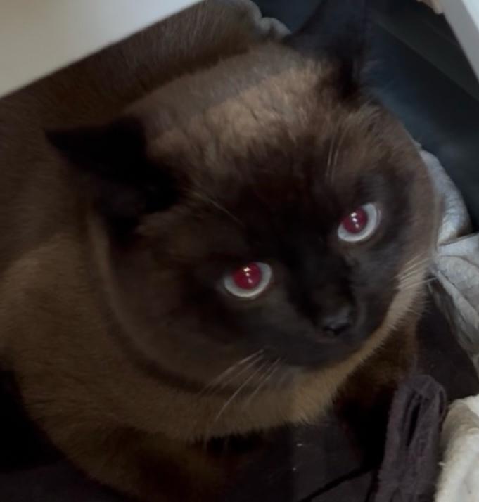 Brits korthaar kittens te koop, Dieren en Toebehoren, Katten en Kittens | Raskatten | Korthaar, Poes