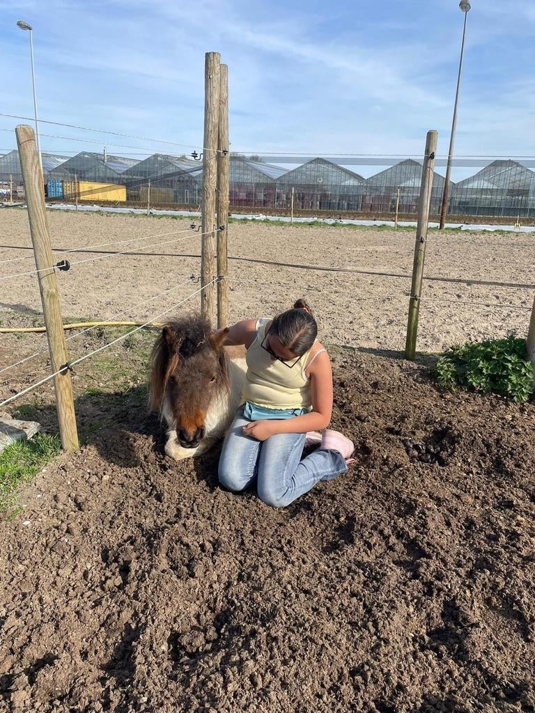 Dag met paarden over paardenwelzijn (30 april), Ophalen of Verzenden
