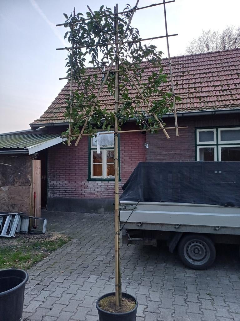 Leiboom portugese laurier, Tuin en Terras, Planten | Bomen, Bloeit niet, Halfschaduw, 100 tot 250 cm, Overige soorten