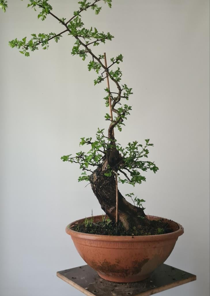Dikke meidoorn yamadori bonsai uit Spanje, Vaste plant, Halfschaduw, Lente, Ophalen