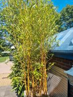 zeldzame gele stam bamboe in kunstof pot, Ophalen, Vaste plant, Overige soorten, Volle zon