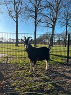 Toggenburger geiten bok, Dieren en Toebehoren, Schapen, Geiten en Varkens, Mannelijk, Geit, 3 tot 5 jaar