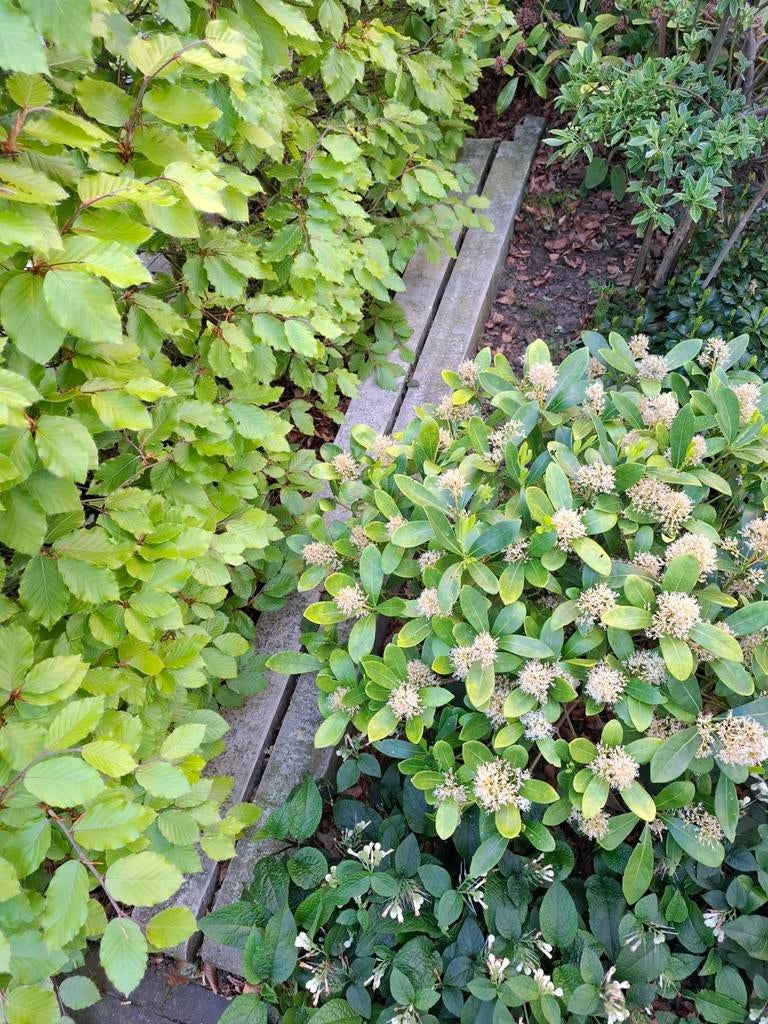 2 oude betonpalen voor schutting, Ophalen, Gebruikt, Overige materialen, Minder dan 3 meter