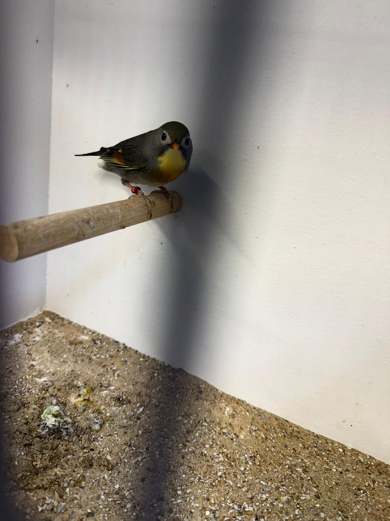 Te koop 2 mannen 1 pop japanse nachtegalen, Meerdere dieren