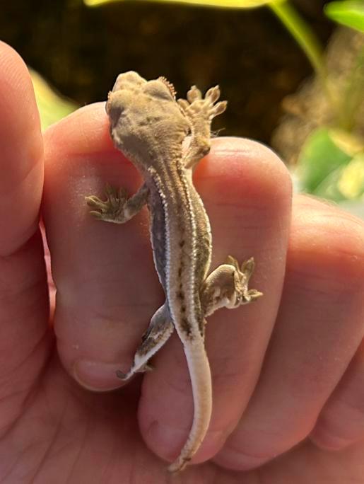Lilly white wimpergekko jong, Dieren en Toebehoren, Reptielen en Amfibieën, Hagedis, 0 tot 2 jaar
