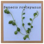 22. senecio rowleyanus stekje €1,50, Huis en Inrichting, Kamerplanten, Ophalen of Verzenden, Halfschaduw, Minder dan 100 cm
