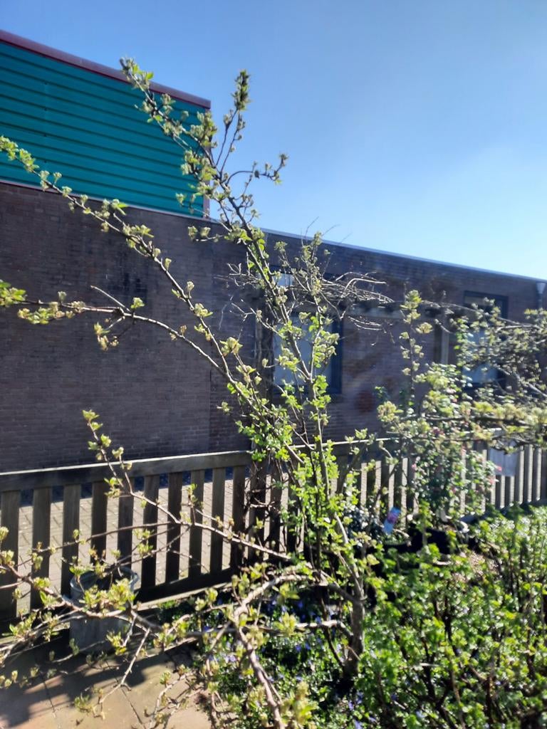 Jonge Perenboom - Perfect voor uw tuin!, Lente, Volle zon, Perenboom, Ophalen of Verzenden