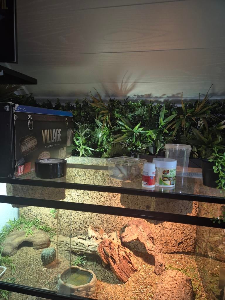 Terrarium met 2 luipaard gekko's, Dieren en Toebehoren, Ophalen