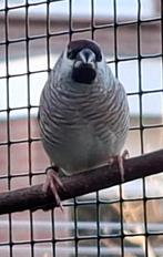 Ceresamadine, Dieren en Toebehoren, Mannelijk, Geringd