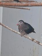 Groenvleugel duivin, Dieren en Toebehoren, Vrouwelijk, Geringd