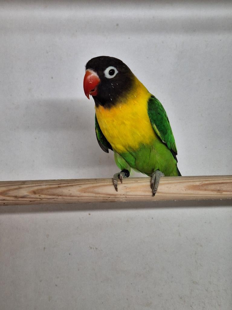 Agapornis Personata, Mannelijk, Dwergpapegaai of Agapornis, Geringd