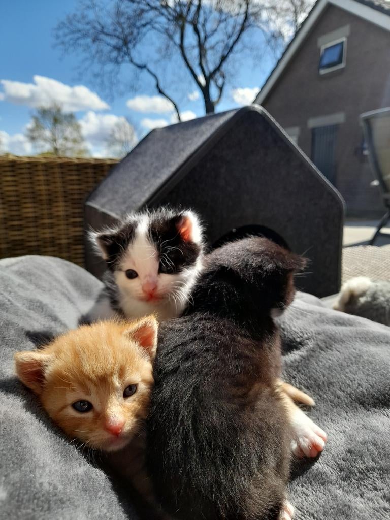 Deze lieve kittens zoeken een baasje, Dieren en Toebehoren, Katten en Kittens | Overige Katten, Meerdere dieren, Kortharig, 0 tot 2 jaar