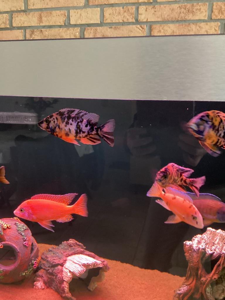 9 Aulonocara mannen en 6 synodontis multipunctatus, Vis