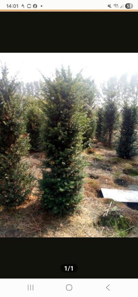 Taxus baccata planten, Ophalen, Bloeit niet, Overige soorten, Volle zon