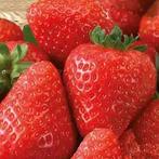 Aardbeien planten 12 voor €10,00, Tuin en Terras, Planten | Fruitbomen, Ophalen, Minder dan 100 cm, Overige soorten, Zomer