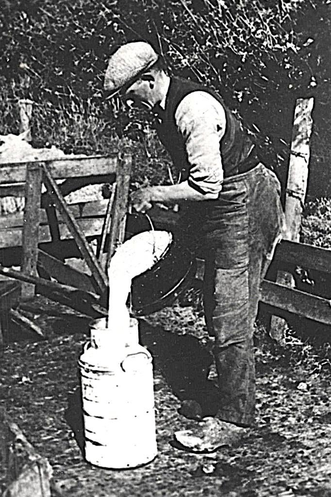983586 Texel Schapenmelken 1948 zegel gedeeltelijk verwijd, Ophalen of Verzenden, 1940 tot 1960, Gelopen, Waddeneilanden