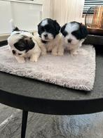 Boomer & Pekinees, Overige rassen, Meerdere, Meerdere dieren, Nederland