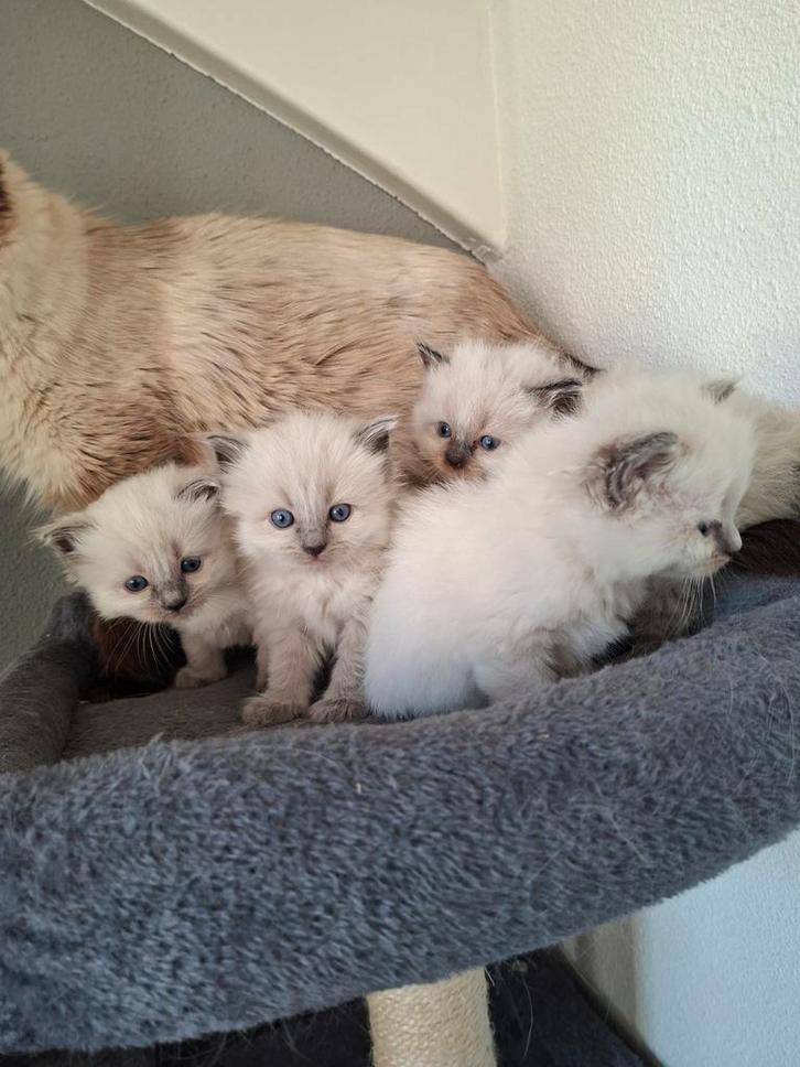 Ragdoll kittens, Dieren en Toebehoren, Katten en Kittens | Raskatten | Langhaar, Meerdere dieren, 0 tot 2 jaar, Ontwormd, Ingeënt