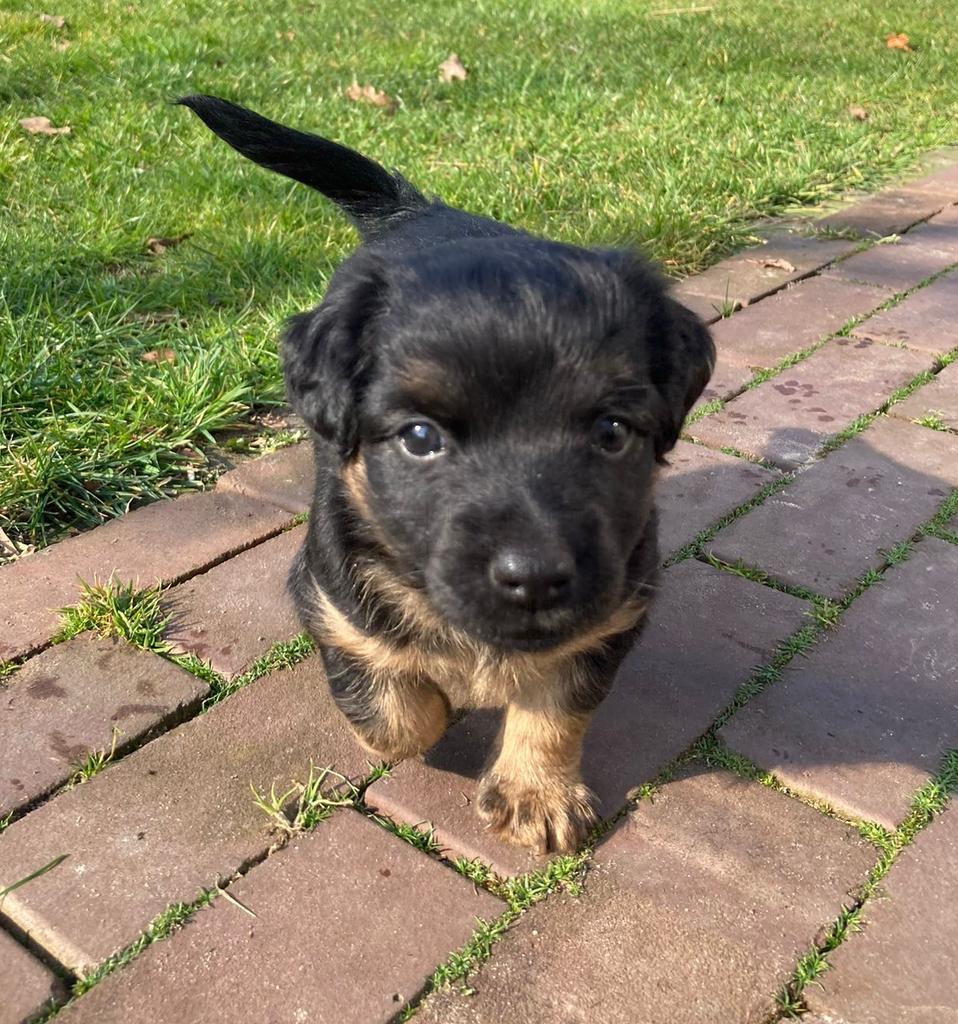 Jack Russel black and tan pups, Jack Russell Terriër, 8 tot 15 weken, Parvo, Meerdere
