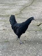 Ayam Cemani, Mannelijk, Kip