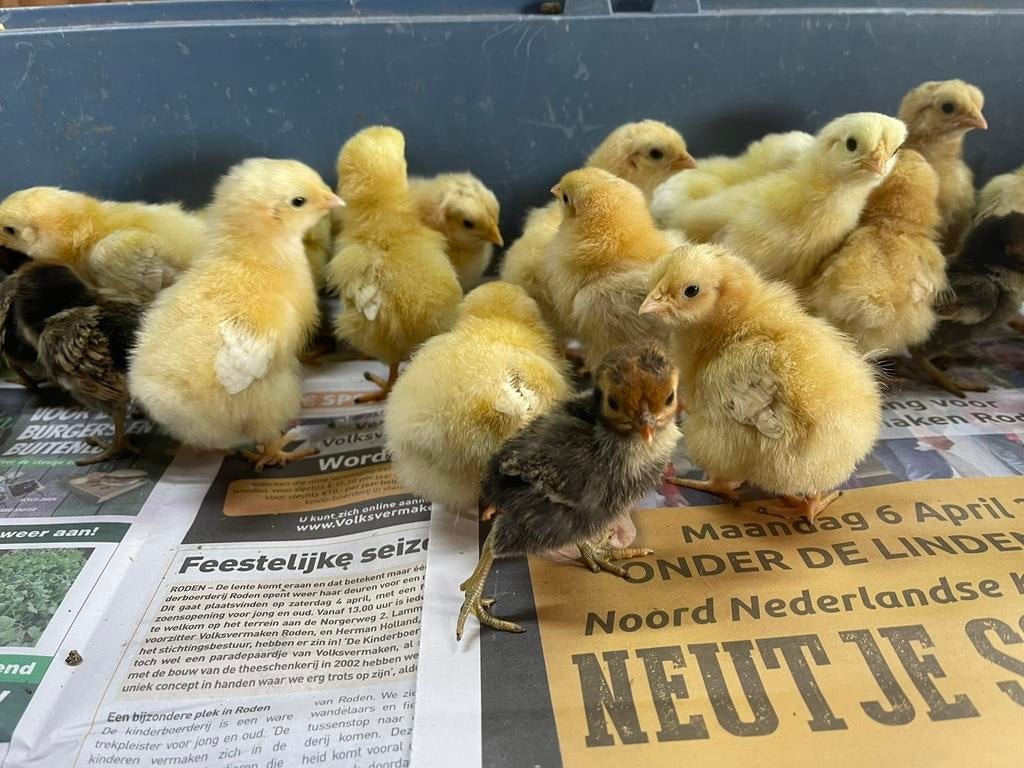 Kuikens van Wyandotte Buff kriel, Dieren en Toebehoren, Pluimvee, Geslacht onbekend, Kip