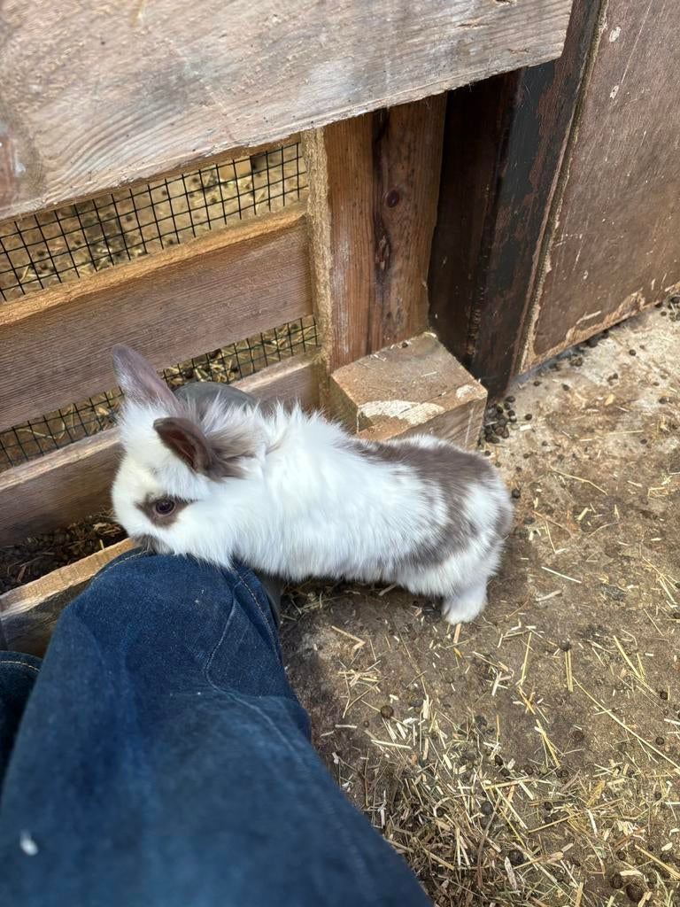 Baby konijntjes(leeuwenkop), Dieren en Toebehoren, Meerdere dieren, Dwerg, 0 tot 2 jaar