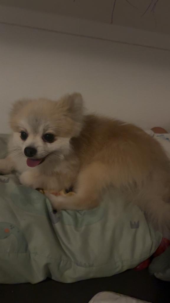 Pomeriaan reu, Dieren en Toebehoren, Honden | Niet-rashonden, Klein, Reu, Particulier, Eén hond, Nederland, 3 tot 5 jaar