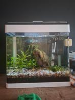 Aquarium, Ophalen of Verzenden, Zo goed als nieuw, Gevuld zoetwateraquarium