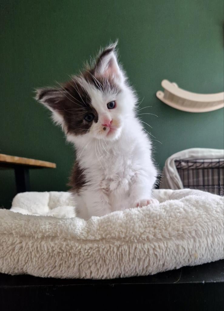 Mooie Maine coon kittens beschikbaar 🎀, Dieren en Toebehoren, Katten en Kittens | Raskatten | Langhaar, Kater, Gechipt, 0 tot 2 jaar