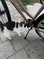 Kater te koop., Kater